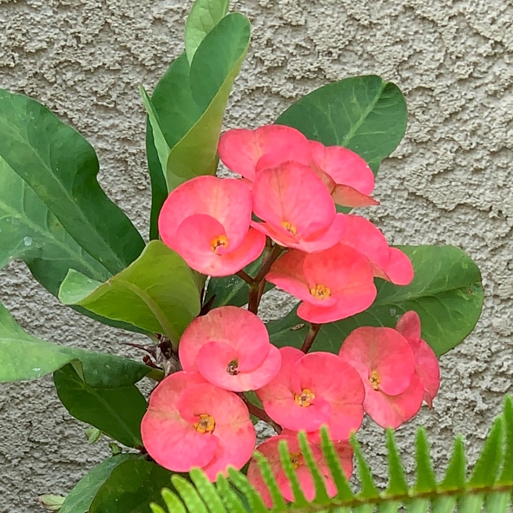 Meet your Posher, Nena